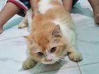 Cat sell