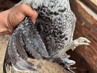 মিশরী ফাওমি মোরগ