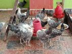 মিশরী ফাউমি মুরগি