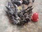 মিশরীয় ফাওমি মুরগি