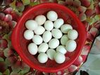মিশরীয় ফাওমি মুরগির বীজ ডিম বিক্রয় হবে