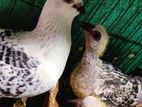 Bird For Sale