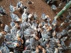 মিশরীয় ফাউমি মোরগের বাচ্ছা