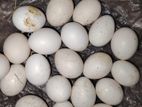 মিশরীয় ফাউমি মুরগীর ডিম
