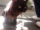 Cat for sell