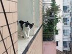 Mix adult female cat free