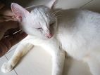 Mix Adult Female Cat