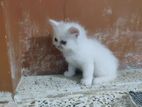 Mix and pure Bread Persian kittens