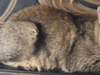 Mix Bred Cat Male