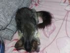 Mix Bred Parsiyan Cat