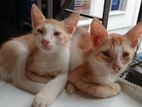 Mix Breed Biral Er Baccha
