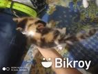 Mix breed calico baby cat