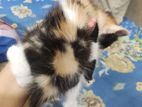 Mix breed calico baby cat....