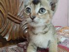Mix breed cat for adoption