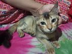 Mix Breed cat for adoption