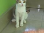 Mix Breed Cat