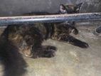 Mix Breed Cat