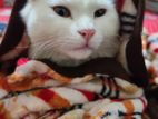 mix breed CAT