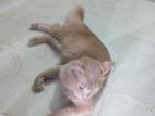 Mix breed cat