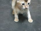 Mix Breed Cat Adubtion