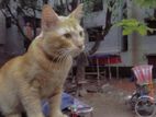 Mix Breed Cat Male