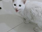 Mix breed cat white color