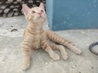 (Mix Breed) dorakata Male Kitten / Cat