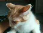 Mix breed er cat male