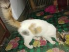 mix breed female cat