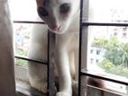 Mix breed female cat