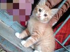 mix breed female kitten