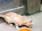 Mix Breed Cat