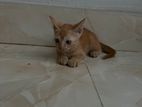 Mix Breed Ginger Colour Persian cat for sell