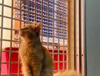 Mix Breed Kitten