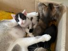 Mix breed kittens