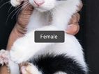 Mix Breed Male Female Kitten