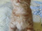 Mix breed male kitten