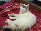 Mix Breed parsian.. Male cat