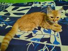 Mix breed persian cat