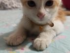 Mix breed Persian cat sell hobe