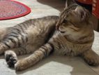 Mix breed Persian Male