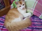 Mix breed Pregnant cat adoption hobe