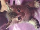 Mix Breed Tiger Cat