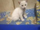 mix breed white baby cat....