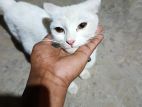 Mix Breed White Cat