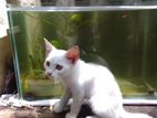 Mix Breeds Persian Cat