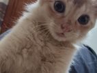 mix cat