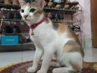 Mix Female Cat For Sale