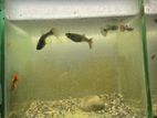 Mix Guppies