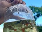 MIX GUPPY